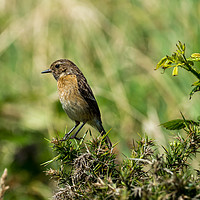 Buy canvas prints of Stonechat - Female by Colin Allen