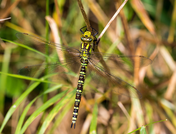 Southern Hawker Dragonfly Picture Board by Colin Allen