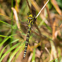 Buy canvas prints of Southern Hawker Dragonfly by Colin Allen