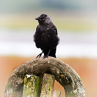 Buy canvas prints of Jackdaw on the Shore. by Colin Allen