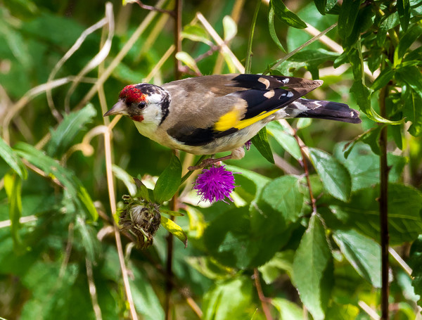 Goldfinch Feeding on Seeds. Picture Board by Colin Allen