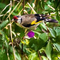 Buy canvas prints of Goldfinch Feeding on Seeds. by Colin Allen