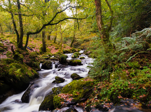 Dolgoch Falls in the Autumn. Picture Board by Colin Allen