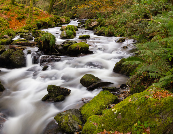The River at Dolgoch Falls in the Autumn. Picture Board by Colin Allen