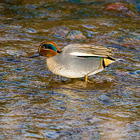 Buy canvas prints of Teal on the Estuary at Laugharne, by Colin Allen