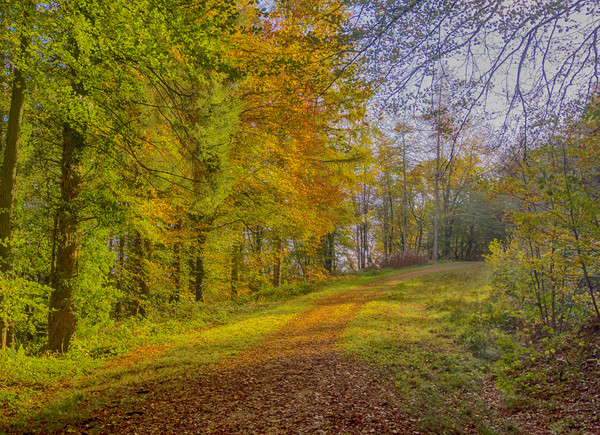 An Autumn Walk in Slebech Wood. Picture Board by Colin Allen