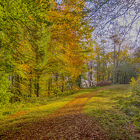 Buy canvas prints of An Autumn Walk in Slebech Wood. by Colin Allen