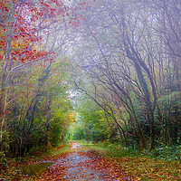 Buy canvas prints of Autumn Mist in Slebech Wood in Pembrokeshire. by Colin Allen