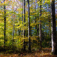 Buy canvas prints of Autumn Light and Colours in Slebech Wood. by Colin Allen
