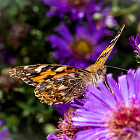 Buy canvas prints of The Eye of the Painted Lady (Vanessa Cardui) by Colin Allen