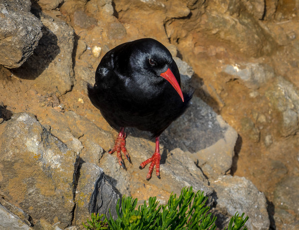 Chough at Stack Rocks, Pembrokeshire. Picture Board by Colin Allen