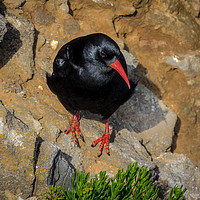 Buy canvas prints of Chough at Stack Rocks, Pembrokeshire. by Colin Allen