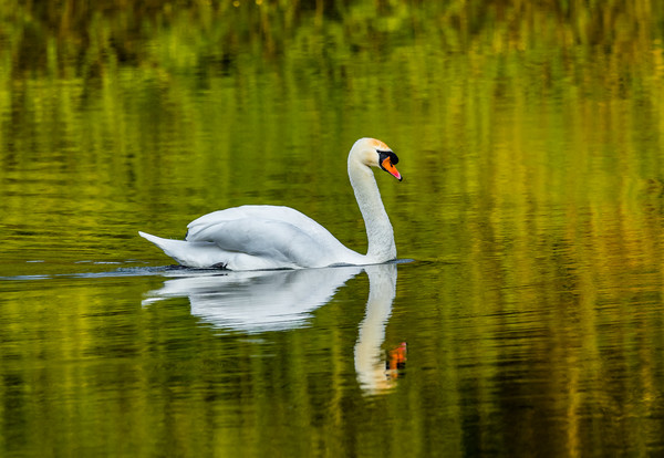 The Swan and Reflections at Bosherston Ponds. Picture Board by Colin Allen