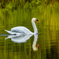 Buy canvas prints of The Swan and Reflections at Bosherston Ponds. by Colin Allen