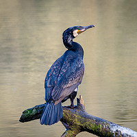 Buy canvas prints of Cormorant at Bosherston Lily Ponds, Pembrokeshire. by Colin Allen