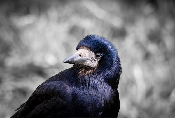 The Rook Portrait. Picture Board by Colin Allen