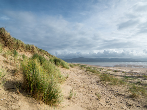 The Dunes at Aberdovey.  Picture Board by Colin Allen