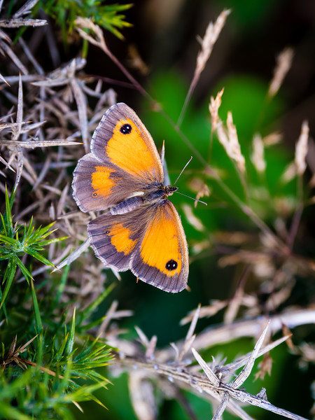 Gatekeeper Butterfly at Newgale. Picture Board by Colin Allen
