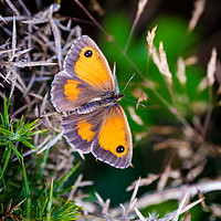 Buy canvas prints of Gatekeeper Butterfly at Newgale. by Colin Allen