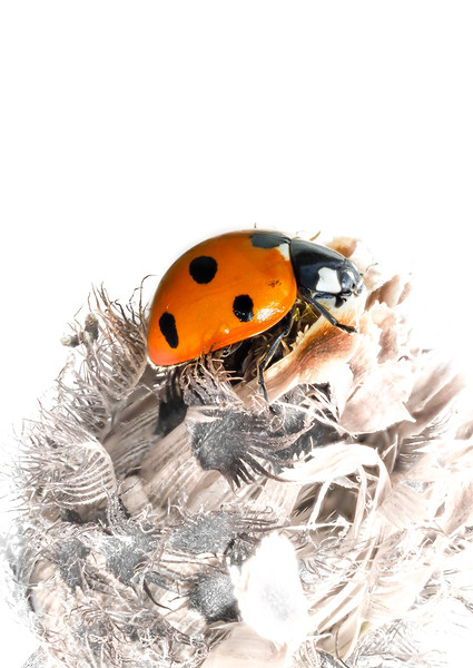 The Seven Spot Ladybird - Artistic Approach. Picture Board by Colin Allen