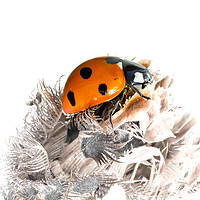 Buy canvas prints of The Seven Spot Ladybird - Artistic Approach. by Colin Allen