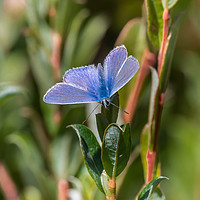 Buy canvas prints of Silver-Studded Blue Butterfly. by Colin Allen