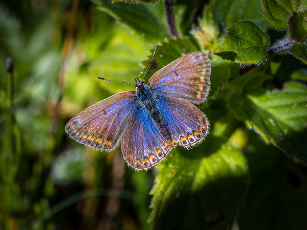 Silver Studded Blue Butterfly - Female. Picture Board by Colin Allen