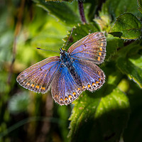 Buy canvas prints of Silver Studded Blue Butterfly - Female. by Colin Allen