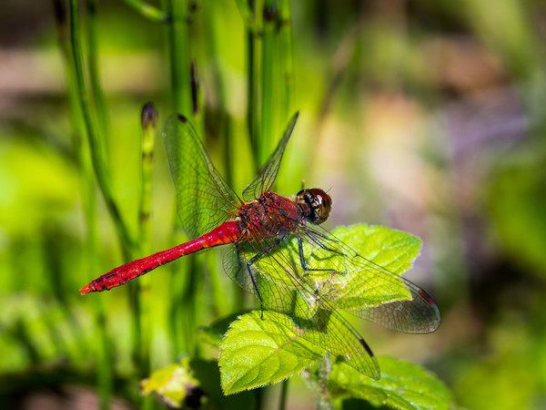Ruddy Darter - Dragonfly. Picture Board by Colin Allen