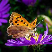 Buy canvas prints of Small Copper Butterfly by Colin Allen