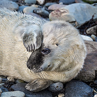 Buy canvas prints of Seal Pup at Porthgain in Pembrokeshire. by Colin Allen