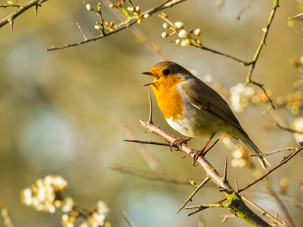Robin and a Spring Song Picture Board by Colin Allen