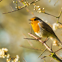 Buy canvas prints of Robin and a Spring Song by Colin Allen