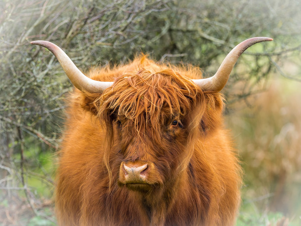Highland Cow. Picture Board by Colin Allen