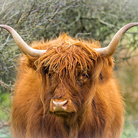Buy canvas prints of Highland Cow. by Colin Allen