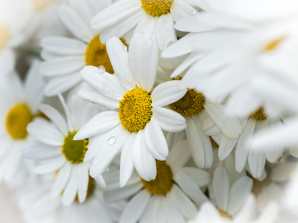 Oxeye Daisies.  Picture Board by Colin Allen