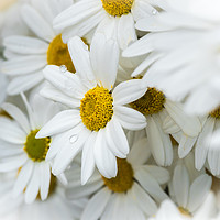 Buy canvas prints of Oxeye Daisies.  by Colin Allen
