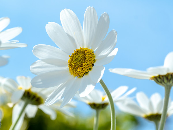 Oxeye Daisies. Picture Board by Colin Allen
