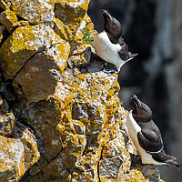 Buy canvas prints of Razorbills at Stack Rocks in Pembrokeshire, Wales. by Colin Allen