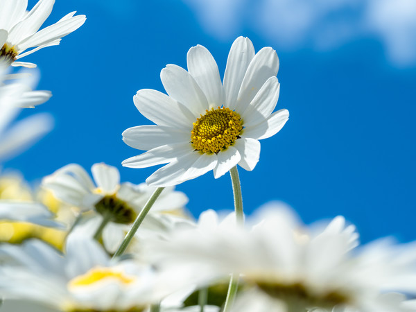 Oxeye Daisies. Picture Board by Colin Allen