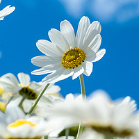 Buy canvas prints of Oxeye Daisies. by Colin Allen