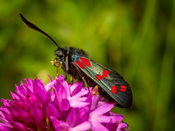 Six-Spot Burnet Moth. Picture Board by Colin Allen