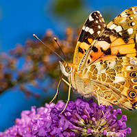 Buy canvas prints of Painted Lady Butterfly. by Colin Allen