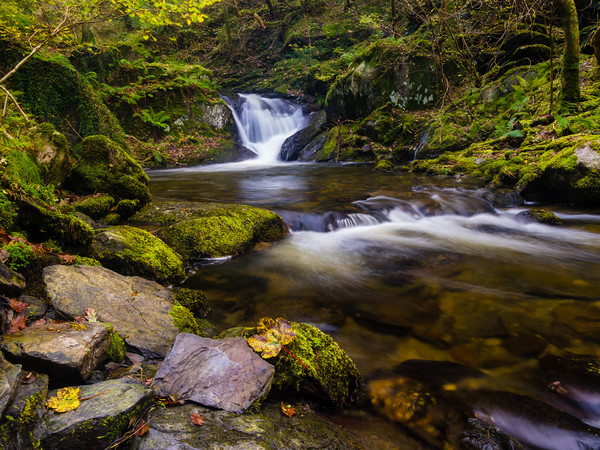 Dolgoch Falls, Gwynedd, Wales. Picture Board by Colin Allen