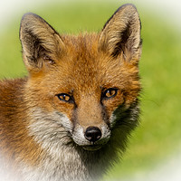 Buy canvas prints of Red Fox  by Colin Allen