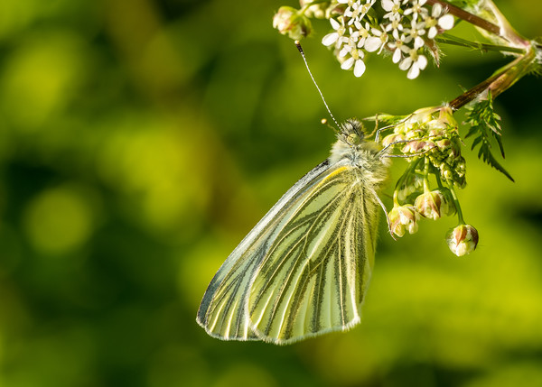 Green-Veined White Butterfly, Carmarthenshire. Picture Board by Colin Allen