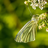 Buy canvas prints of Green-Veined White Butterfly, Carmarthenshire. by Colin Allen