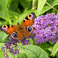 Buy canvas prints of Peacock Butterfly on Buddleia Flower. by Colin Allen