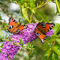 Buy canvas prints of Peacock Butterflies on Buddleia Flower. by Colin Allen