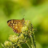 Buy canvas prints of Speckled Wood Butterfly by Colin Allen